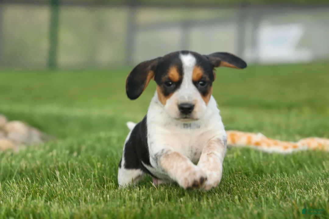 Beagle dogs for sale:  Copper 🐶 - Ad 2