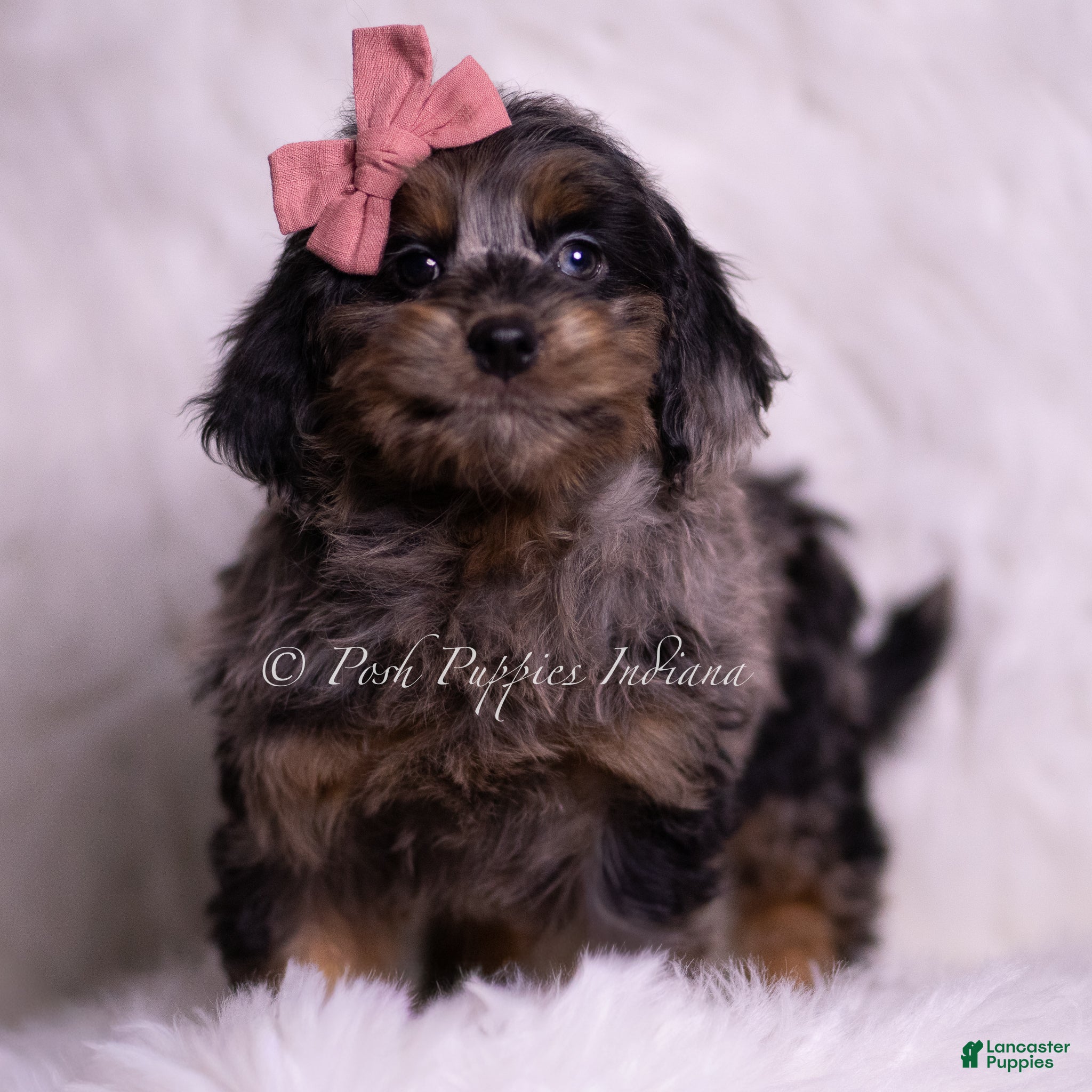 Mini Goldendoodle dogs Bianca - Ad 7