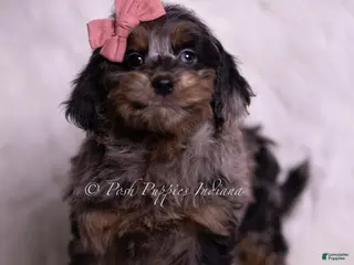 Mini Goldendoodle dogs Bianca - Ad 7