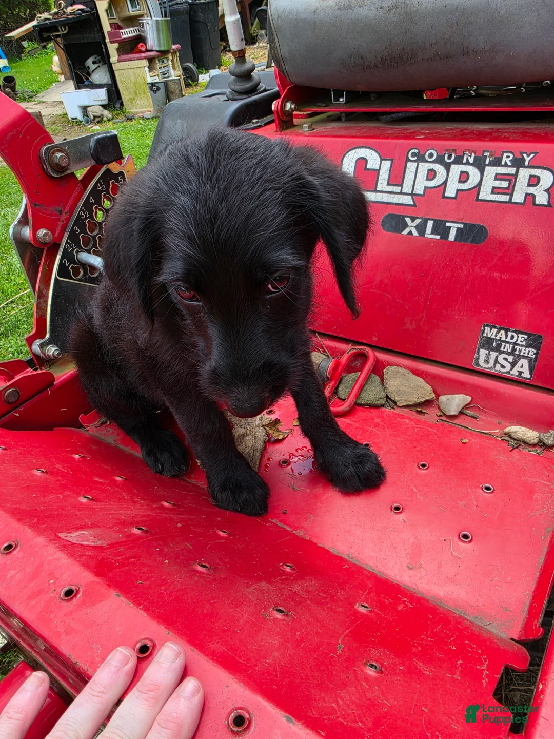 Mixed Breed dogs for sale: Boy 5 - Yellow - Ad 2