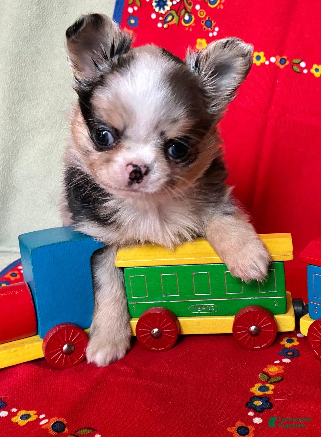 Chihuahua dogs for sale: AKC Champion-sired Houdini - Ad 4