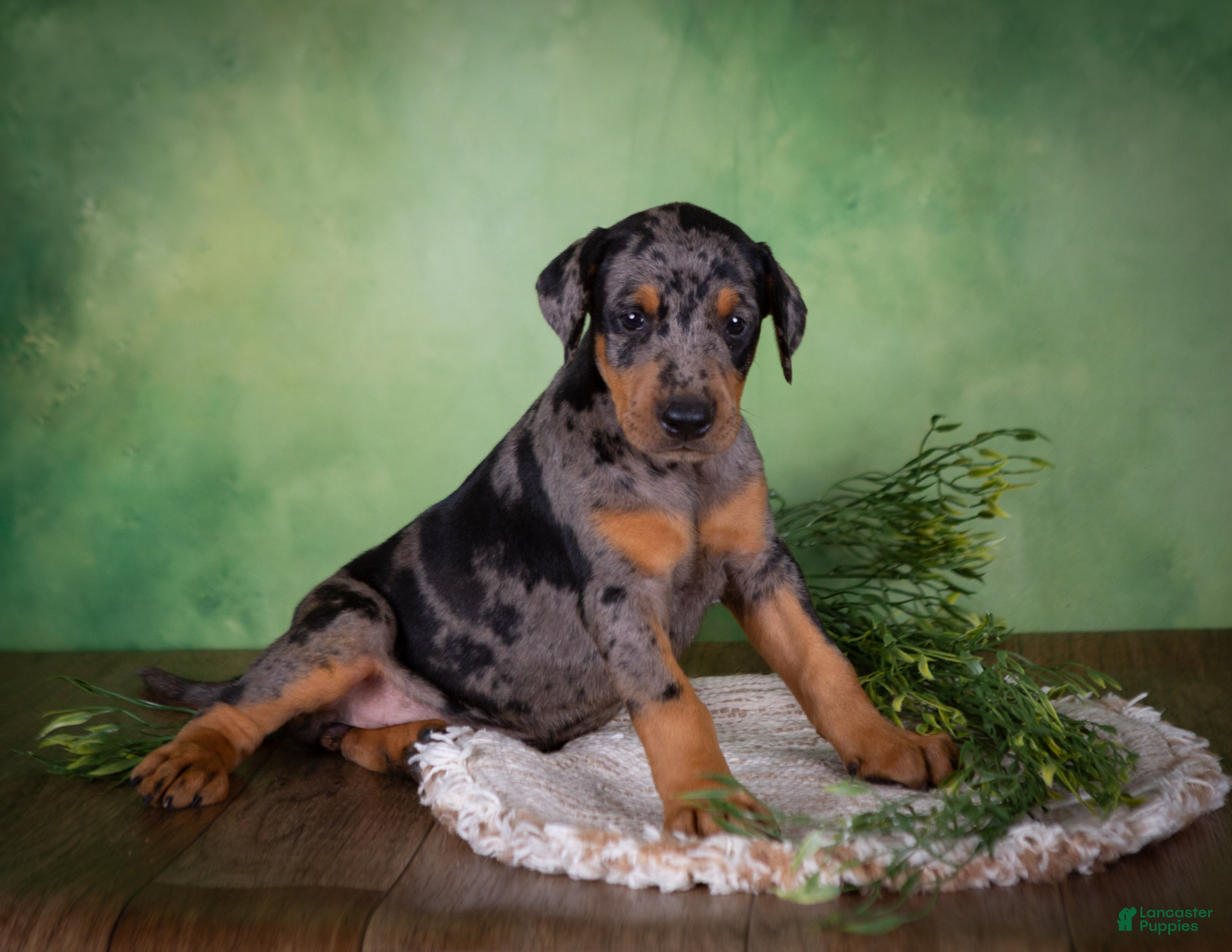 Mixed Breed dogs Montana - Ad 1
