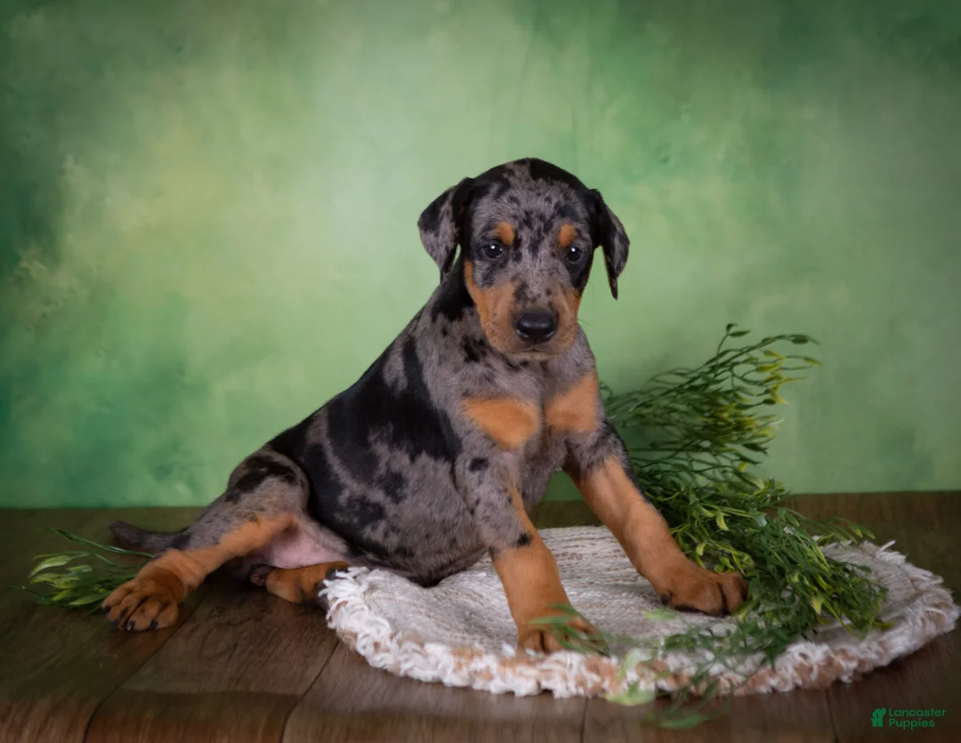 Mixed Breed dogs for sale: Montana - Ad 1
