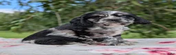 Cocker Spaniel dogs for sale: Chloe - Ad 7