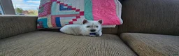 West Highland Terrier dogs for sale: Tucker - Ad 6