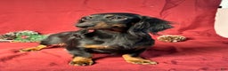 Miniature Dachshund dogs for sale: Andy - Ad 6