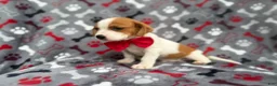 Mixed Breed dogs for sale: Dallas - Ad 10