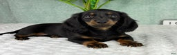 Miniature Dachshund dogs for sale: Dolly - Ad 3