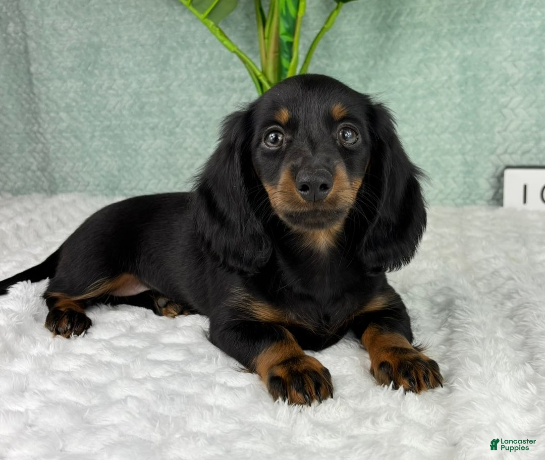 Miniature Dachshund dogs for sale: Dolly - Ad 3
