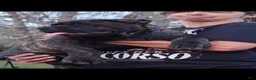 Cane Corso dogs for sale: Cane Corso 2 - Ad 35