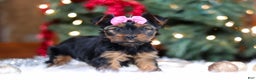 Yorkshire Terrier dogs for sale: Harper - Ad 5