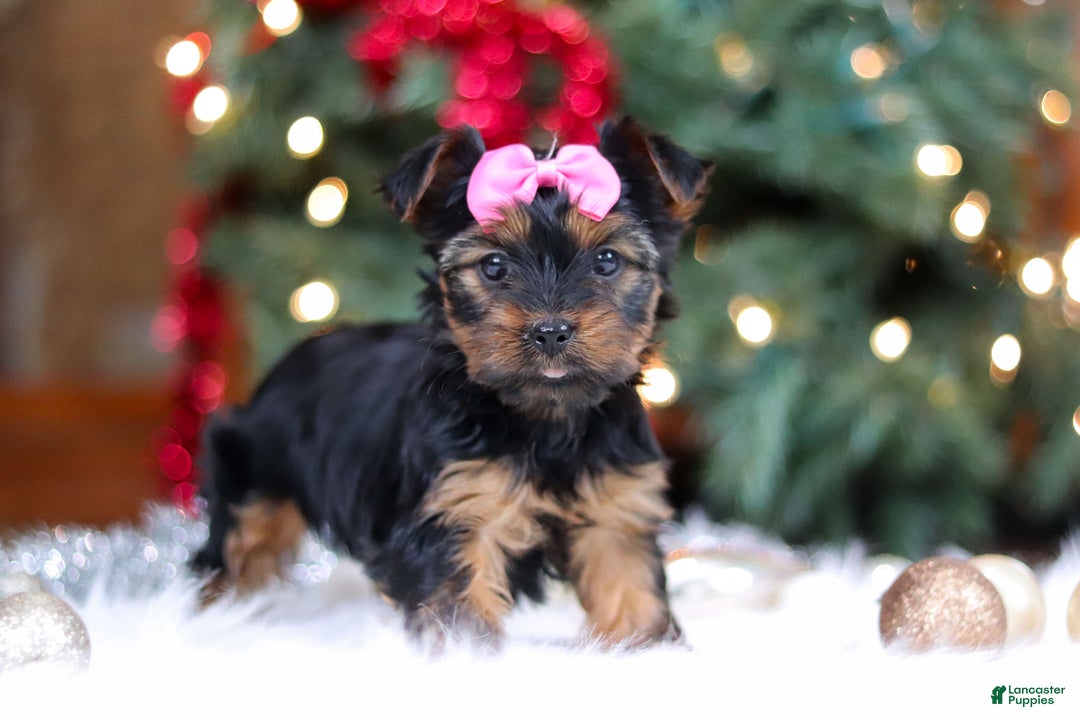 Yorkshire Terrier dogs for sale: Harper - Ad 5