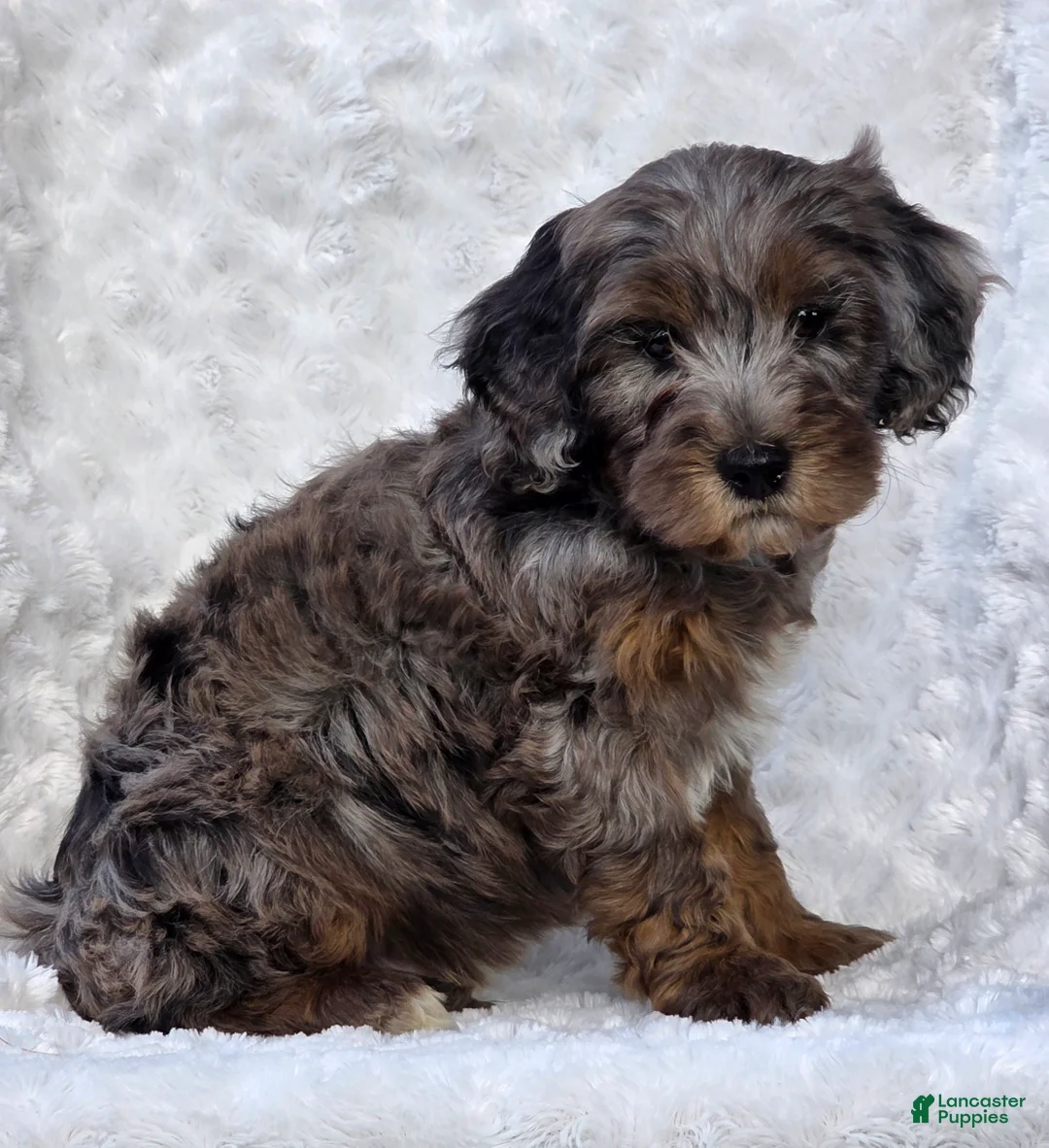 Mini Goldendoodle dogs for sale: Brody - Ad 6
