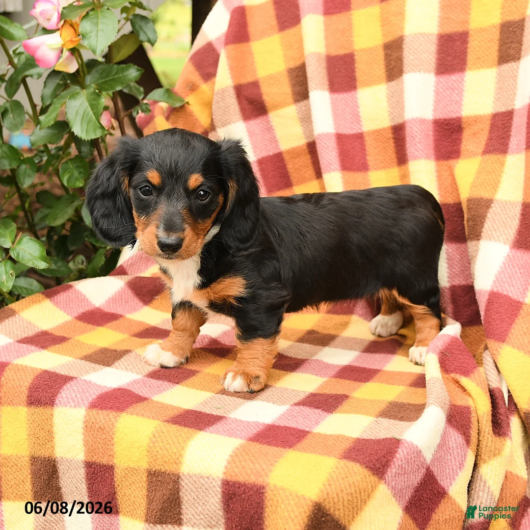 Miniature Dachshund dogs for sale: Willow - Ad 1