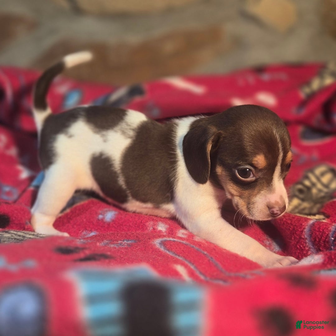 Beagle dogs for sale: Nutmeg Queen Elizabeth Pocket Beagle - Ad 10