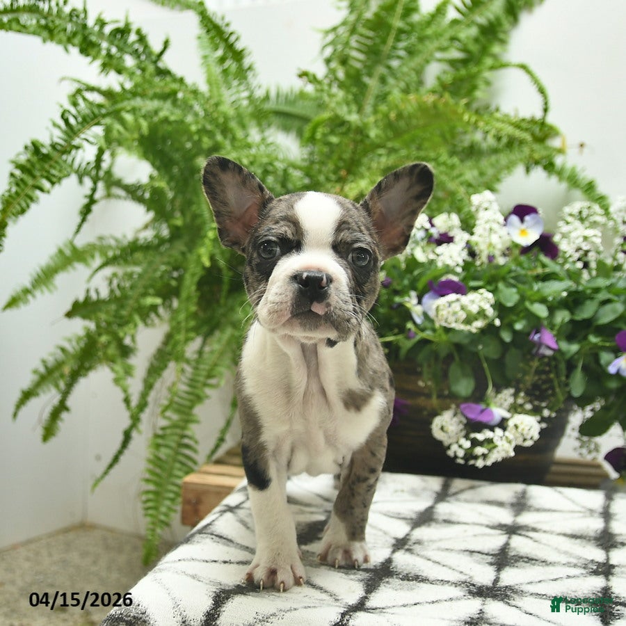 Boston Terrier dogs Ryder  - Ad 2