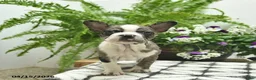 Boston Terrier dogs for sale: Ryder  - Ad 2