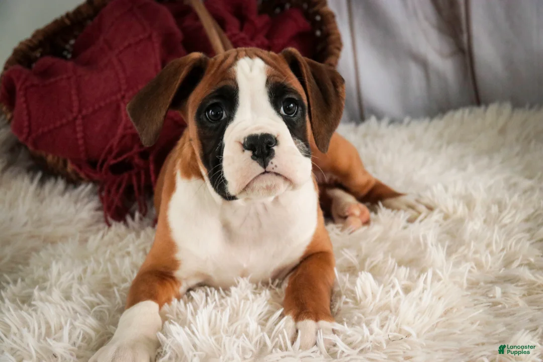 Boxer dogs for sale: Molly - Ad 6