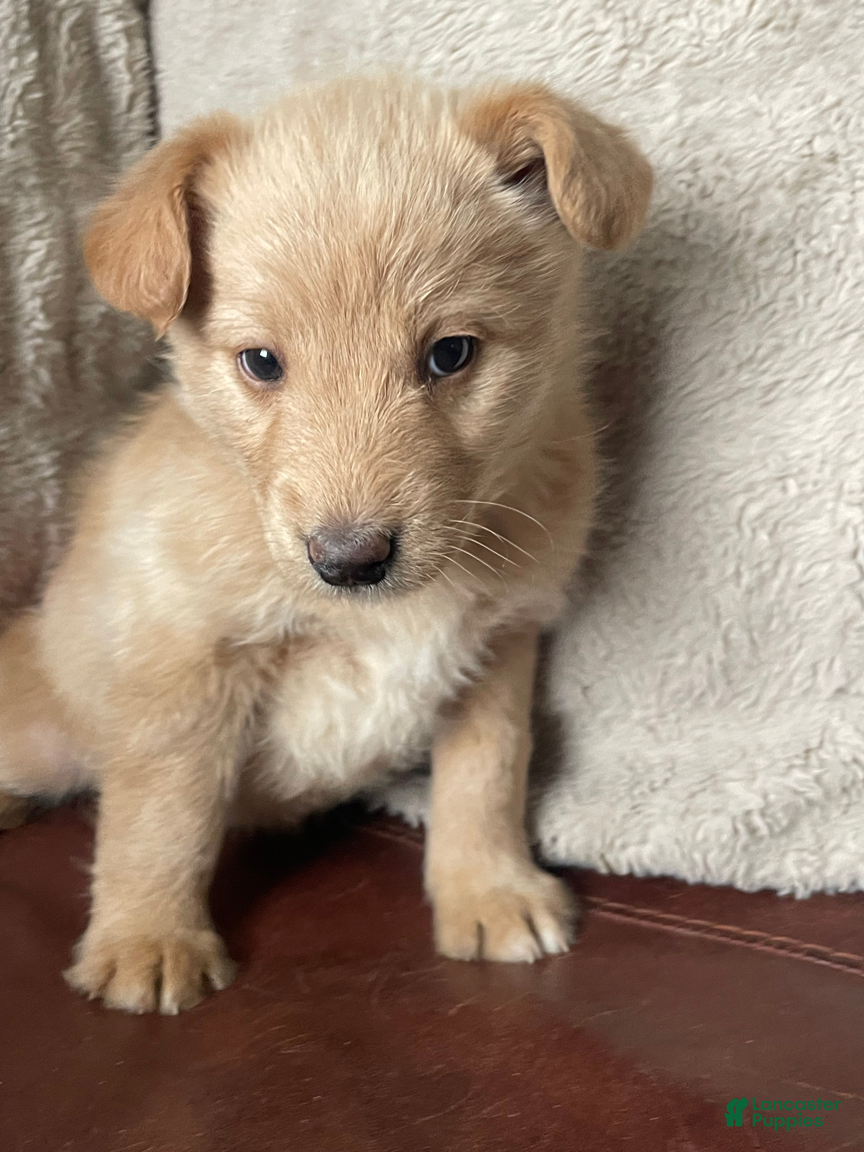 Mixed Breed dogs Harper Lee - Ad 33