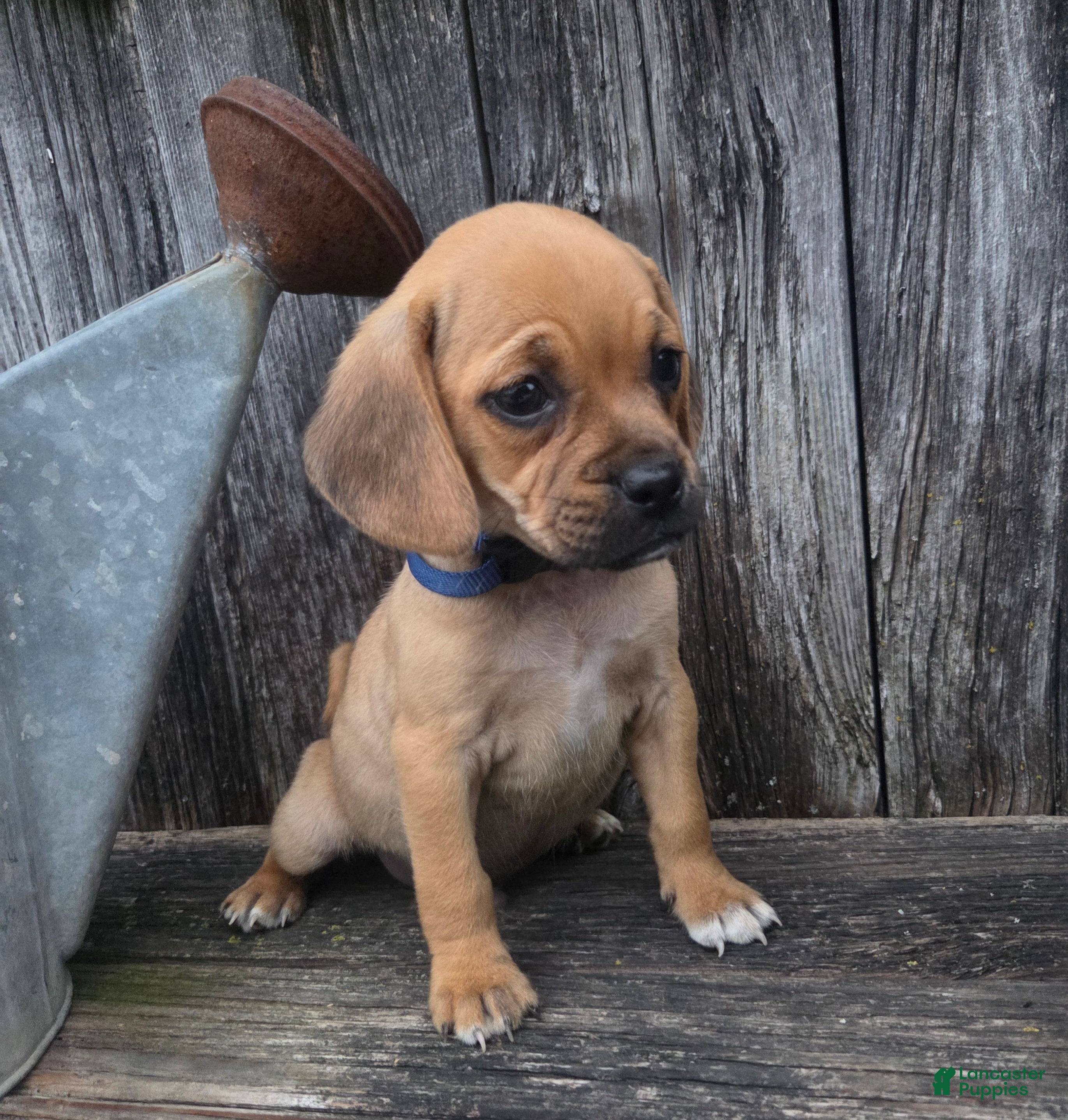 Puggle dogs Scout - Ad 1