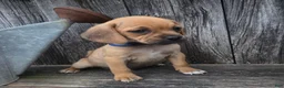 Puggle dogs for sale: Scout - Ad 1
