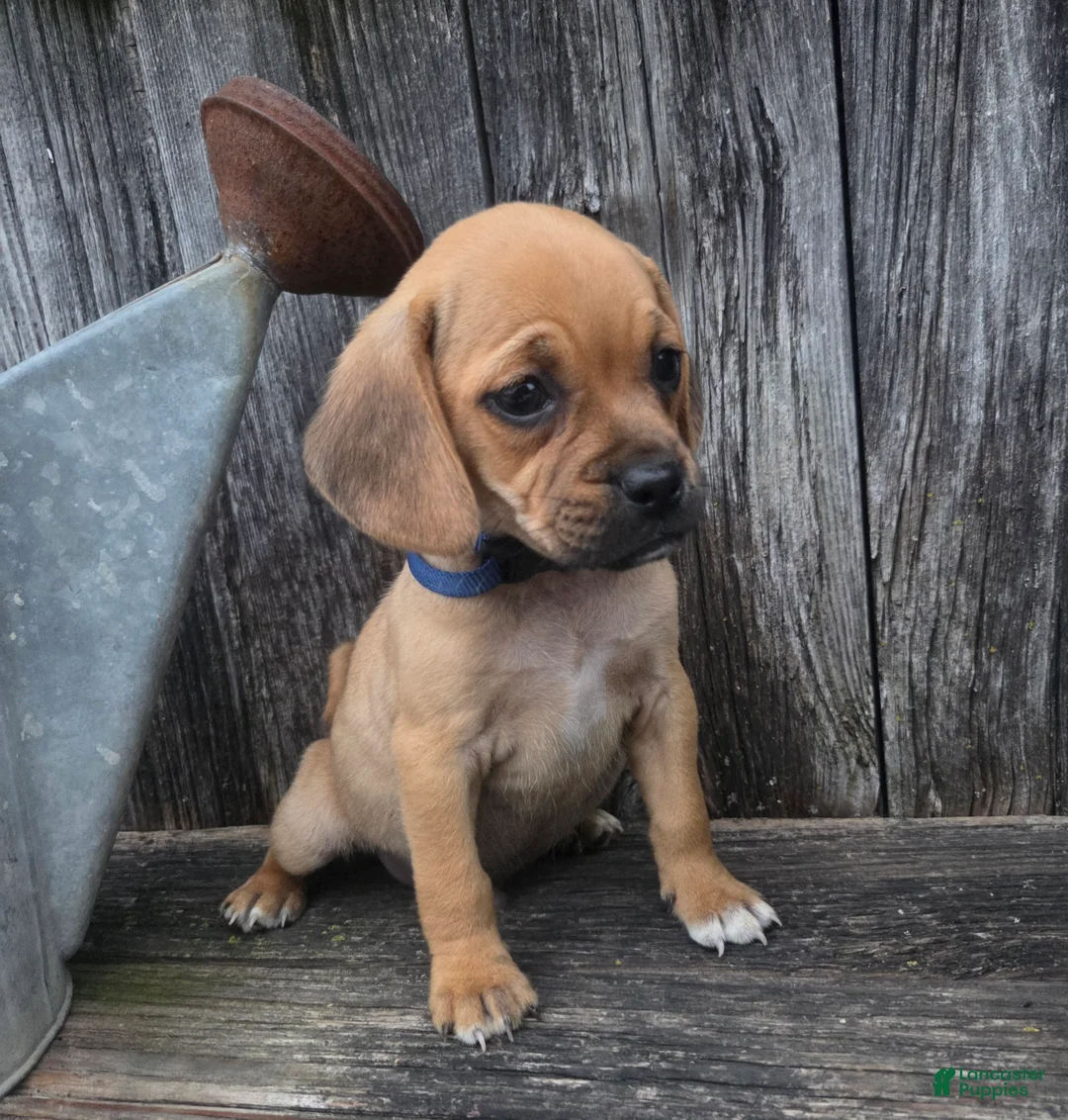 Puggle dogs for sale: Scout - Ad 1