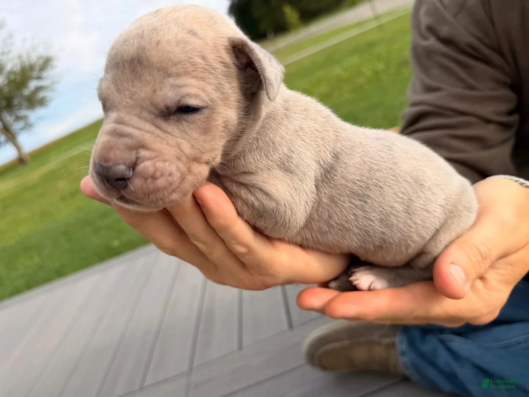 Great Dane dogs for sale: Ozzy  - Ad 1