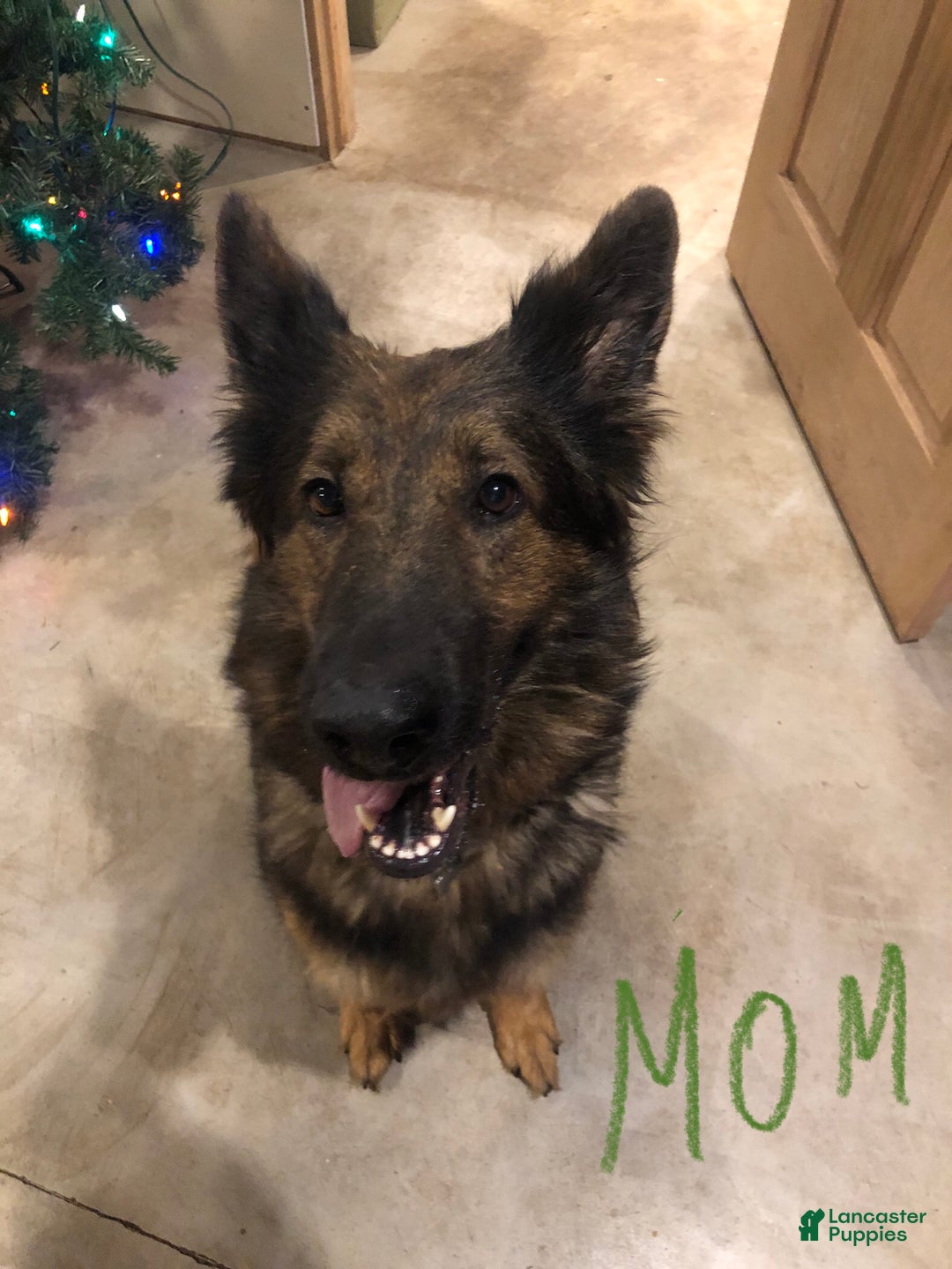 German Shepherd dogs for sale: German Shepherd Puppy 1 - Ad 2