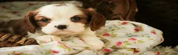 Cavalier King Charles Spaniel dogs for sale: Dandelion - Ad 2