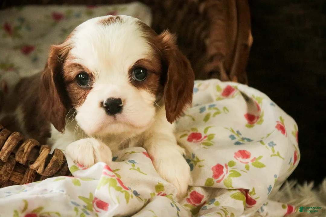 Cavalier King Charles Spaniel dogs for sale: Dandelion - Ad 2
