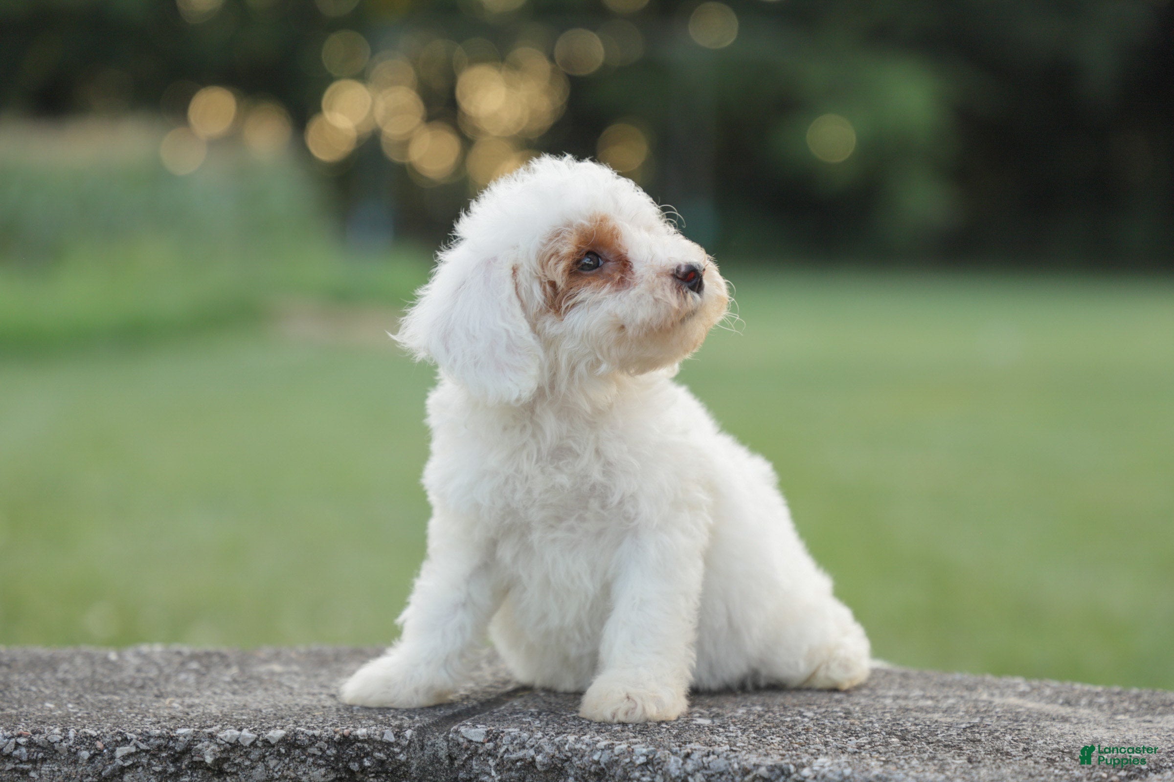 Miniature Poodle dogs Lacey - Ad 2