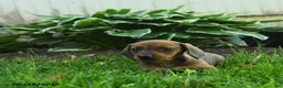 Miniature Dachshund dogs for sale: Flicker - Ad 2
