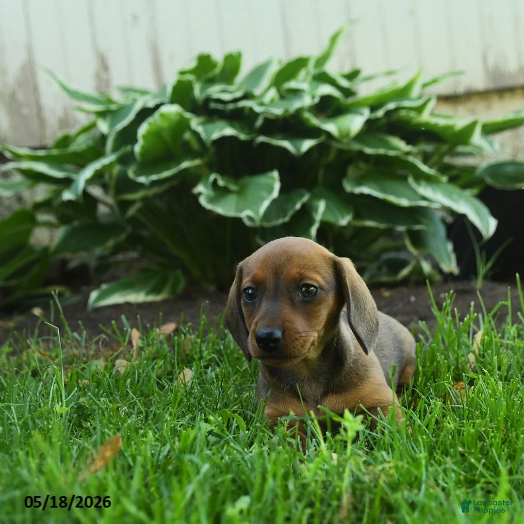 Miniature Dachshund dogs for sale: Flicker - Ad 2