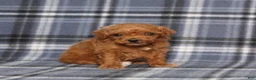 Miniature Poodle dogs for sale: Tiny - Ad 4