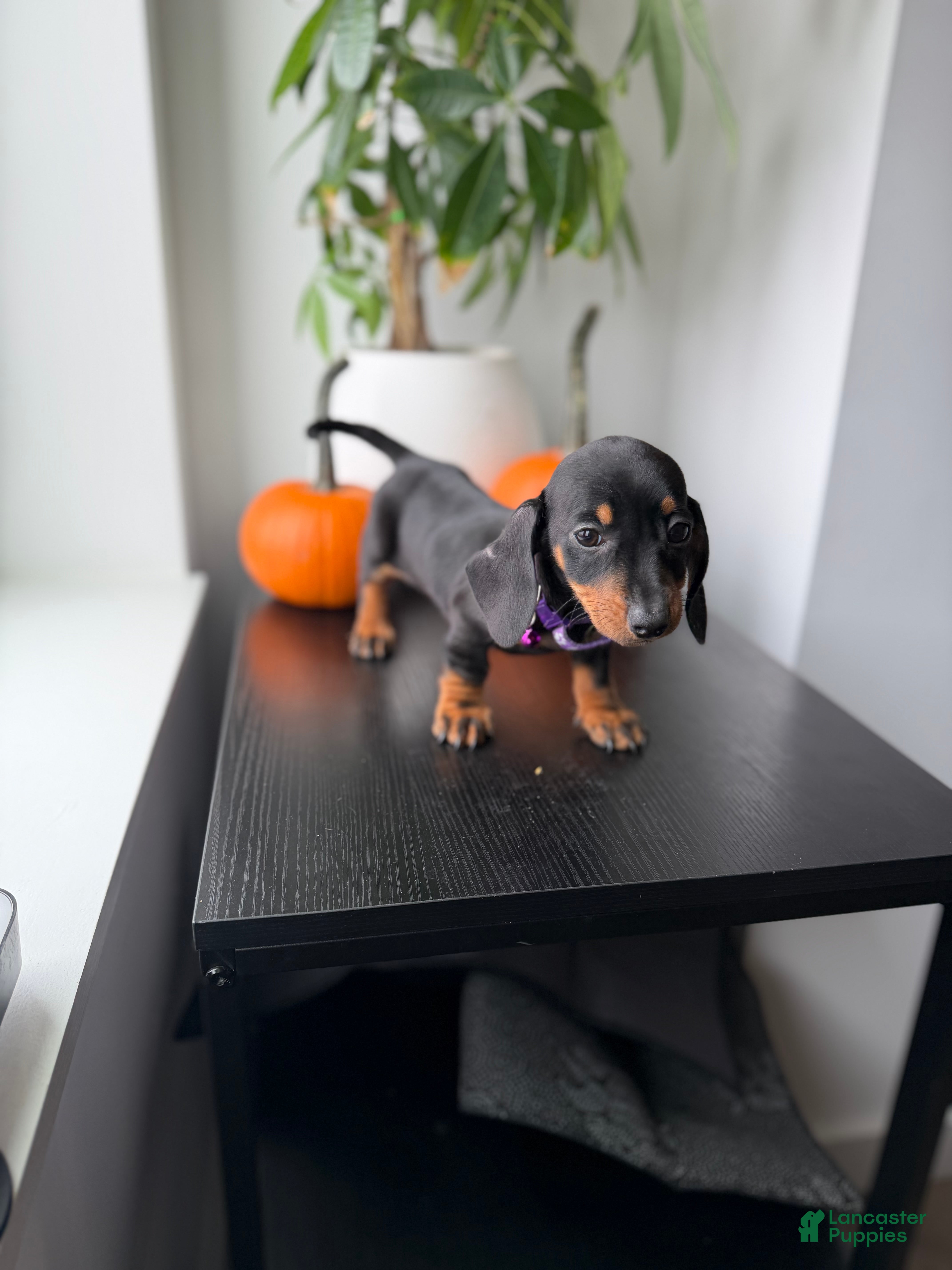 Miniature Dachshund dogs for sale: Reign - Ad 2