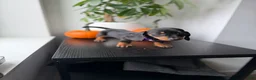 Miniature Dachshund dogs for sale: Reign - Ad 2