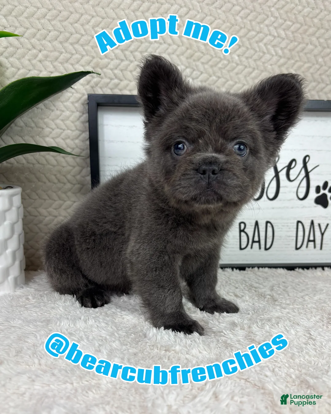 French Bulldog dogs for sale: Blue big rope male - Ad 2