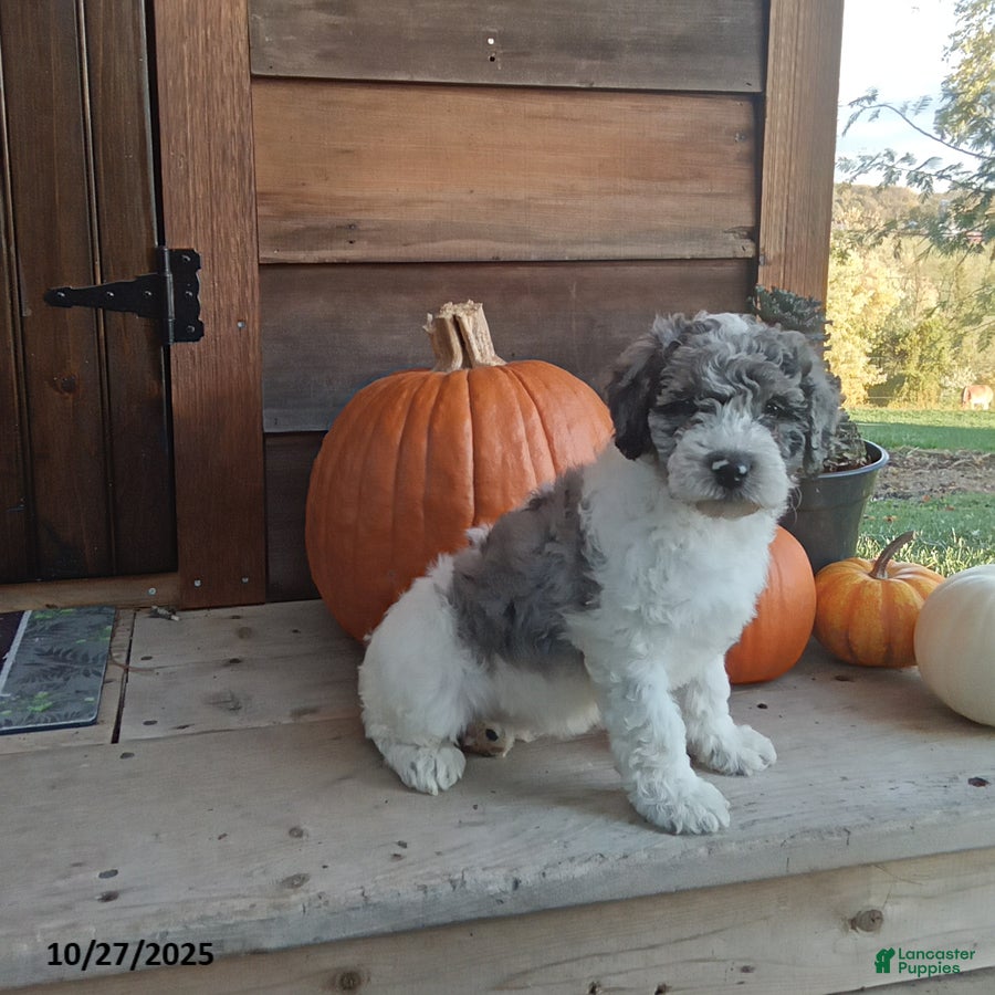 Cockapoo dogs Cupcake - Ad 4