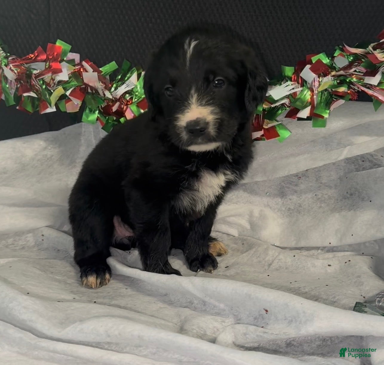 Mixed Breed dogs Brit - Ad 34