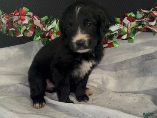 Mixed Breed dogs Brit - Ad 34