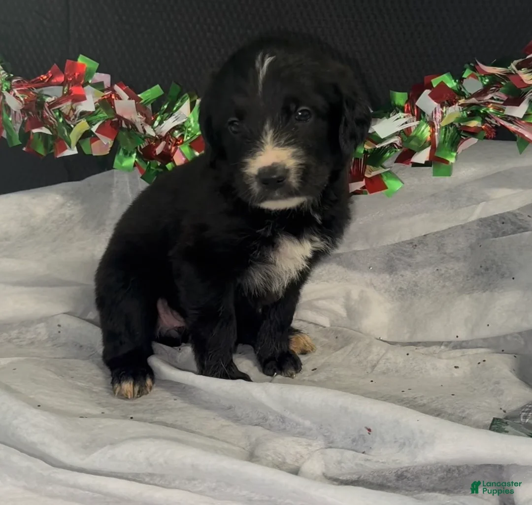 Mixed Breed dogs for sale: Brit - Ad 1