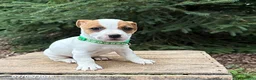Jack Russell Terrier dogs for sale: Riley - Ad 3