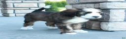 Bernedoodle dogs for sale: Sammy - Ad 7