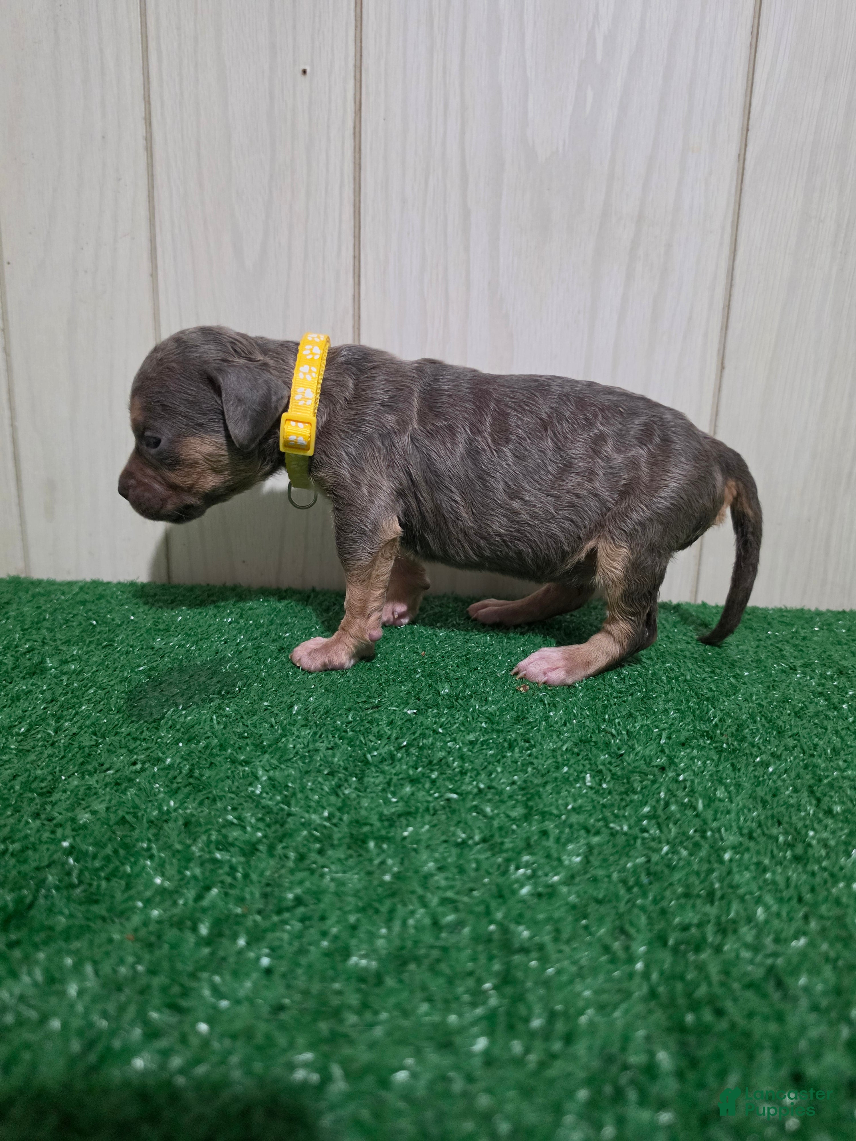 American Bully dogs for sale: American Bully XL Puppy 11 (Yellow Collar) - Ad 2