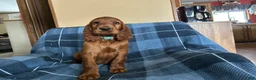Irish Setter dogs for sale: Irish Setter male blue collar - Ad 1