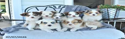 Miniature Australian Shepherd dogs for sale: Bonnie - Ad 3