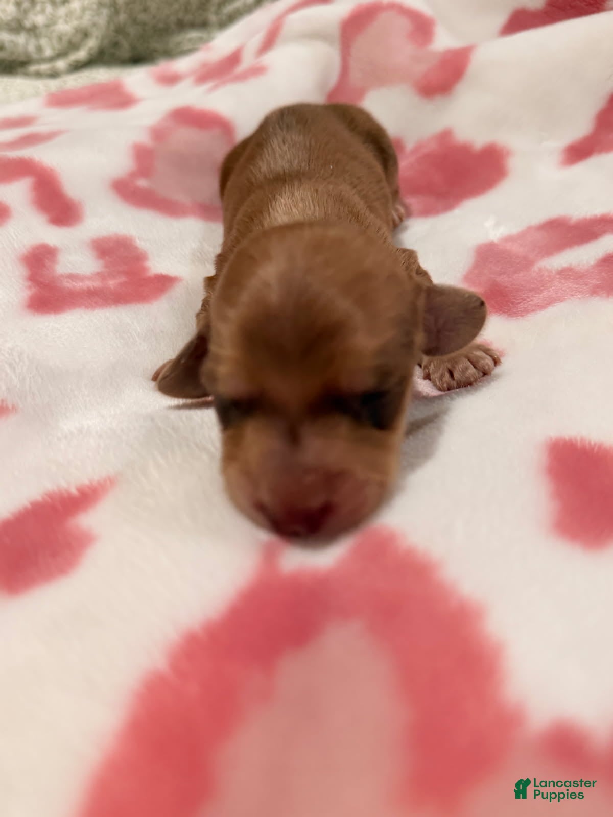 Miniature Dachshund dogs Cheese - Ad 1