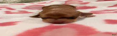 Cheese
