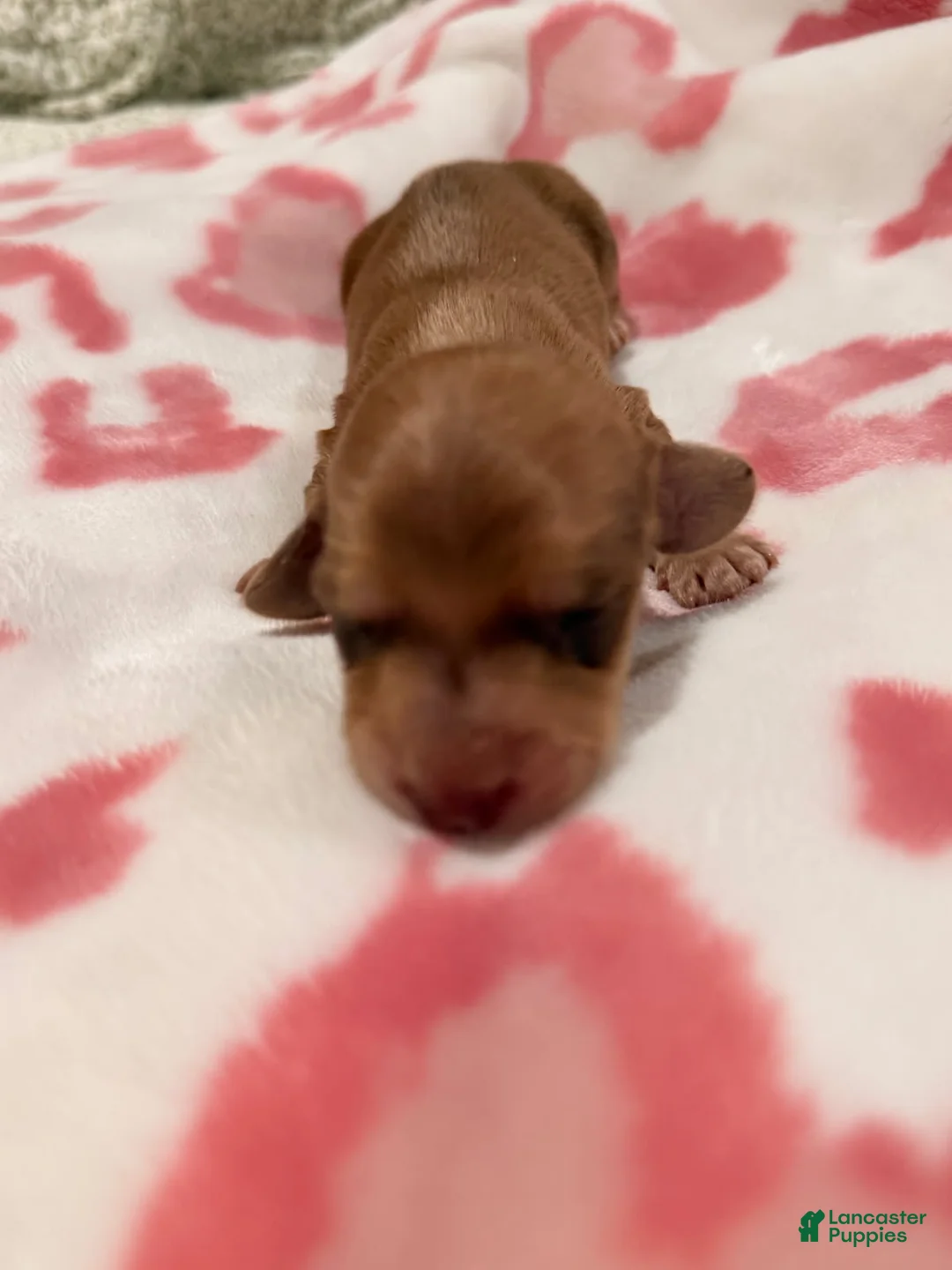 Miniature Dachshund dogs for sale: Cheese - Ad 1