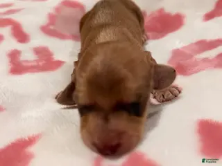 Miniature Dachshund dogs Cheese - Ad 9